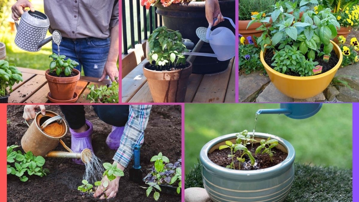 How Often Should You Water a Basil Plant?