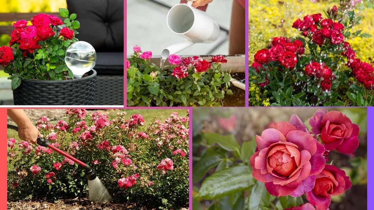 How Often Should You Water a Rose Plant?