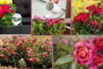 How Often Should You Water a Rose Plant?