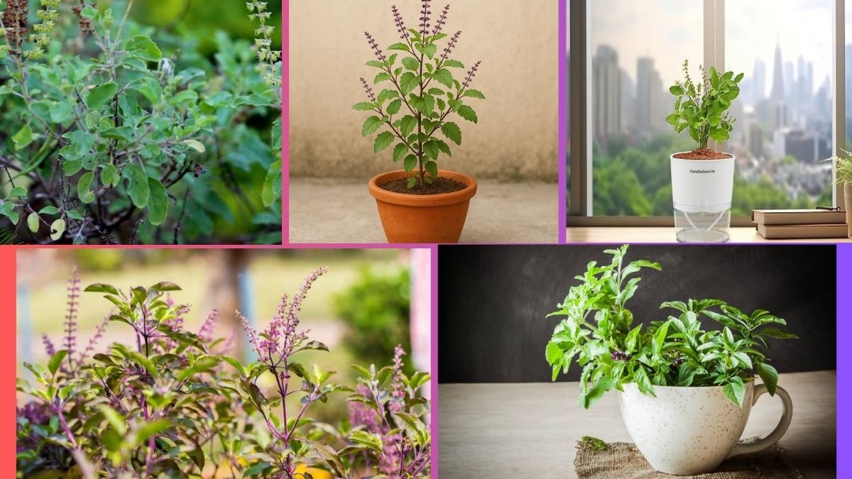 How Often Should You Water a Tulsi Plant?