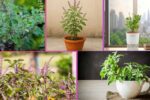 How Often Should You Water a Tulsi Plant?