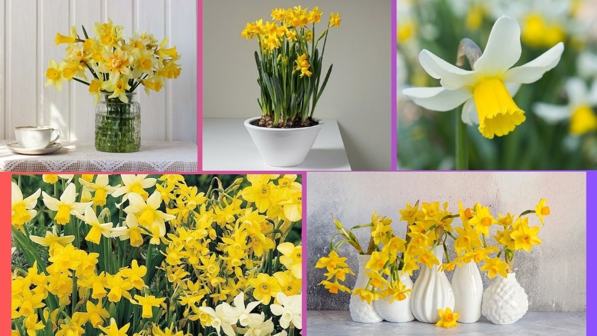 How Often Should You Water a Daffodil?