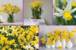 How Often Should You Water a Daffodil?