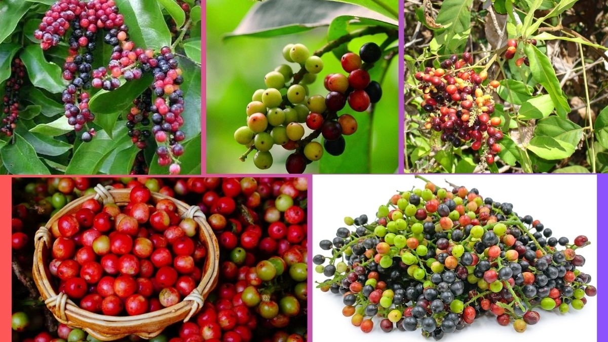Which Country Is the Largest Bignay Producer Globally?