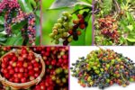 Which Country Is the Largest Bignay Producer Globally?