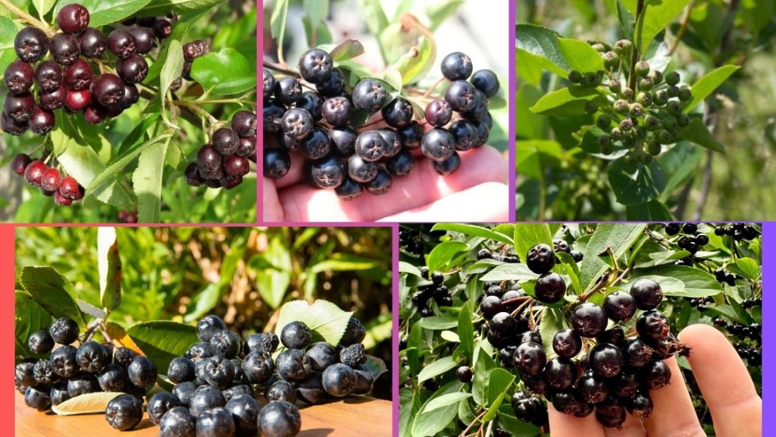 Which Country Is the Largest Chokeberry Producer Globally?