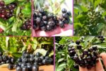 Which Country Is the Largest Chokeberry Producer Globally?