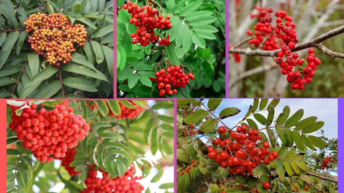 Which Country Is the Largest Mountain Ash (Rowan) Berry Producer Globally?