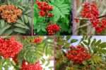 Which Country Is the Largest Mountain Ash (Rowan) Berry Producer Globally?