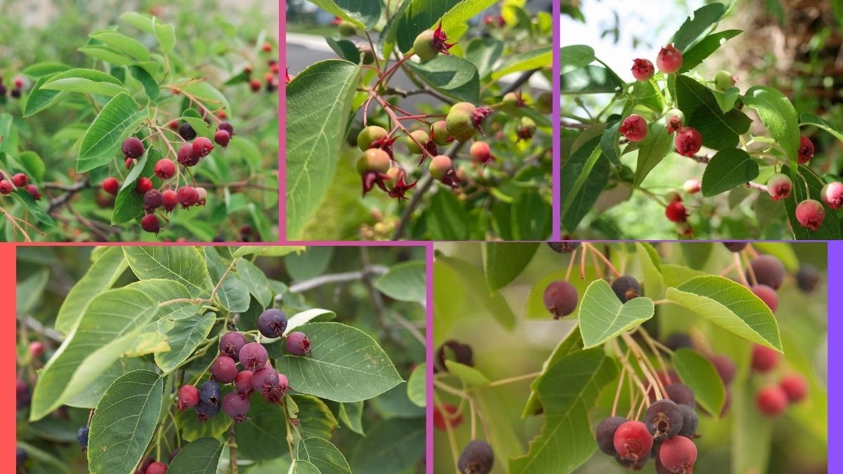 Which Country Is the Largest Serviceberry (Amelanchier) Producer Globally?