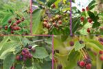 Which Country Is the Largest Serviceberry (Amelanchier) Producer Globally?