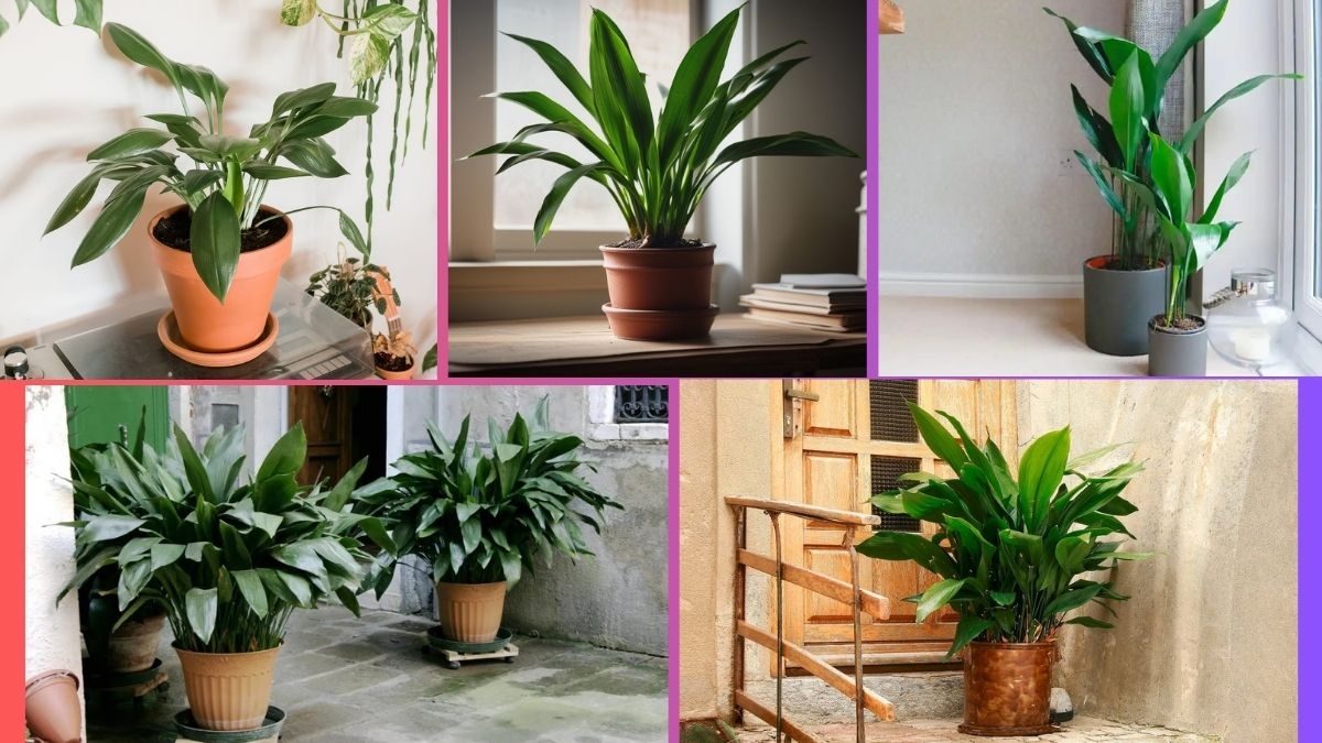 How Often Should You Water a Cast Iron Plant