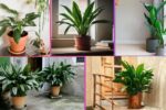 How Often Should You Water a Cast Iron Plant