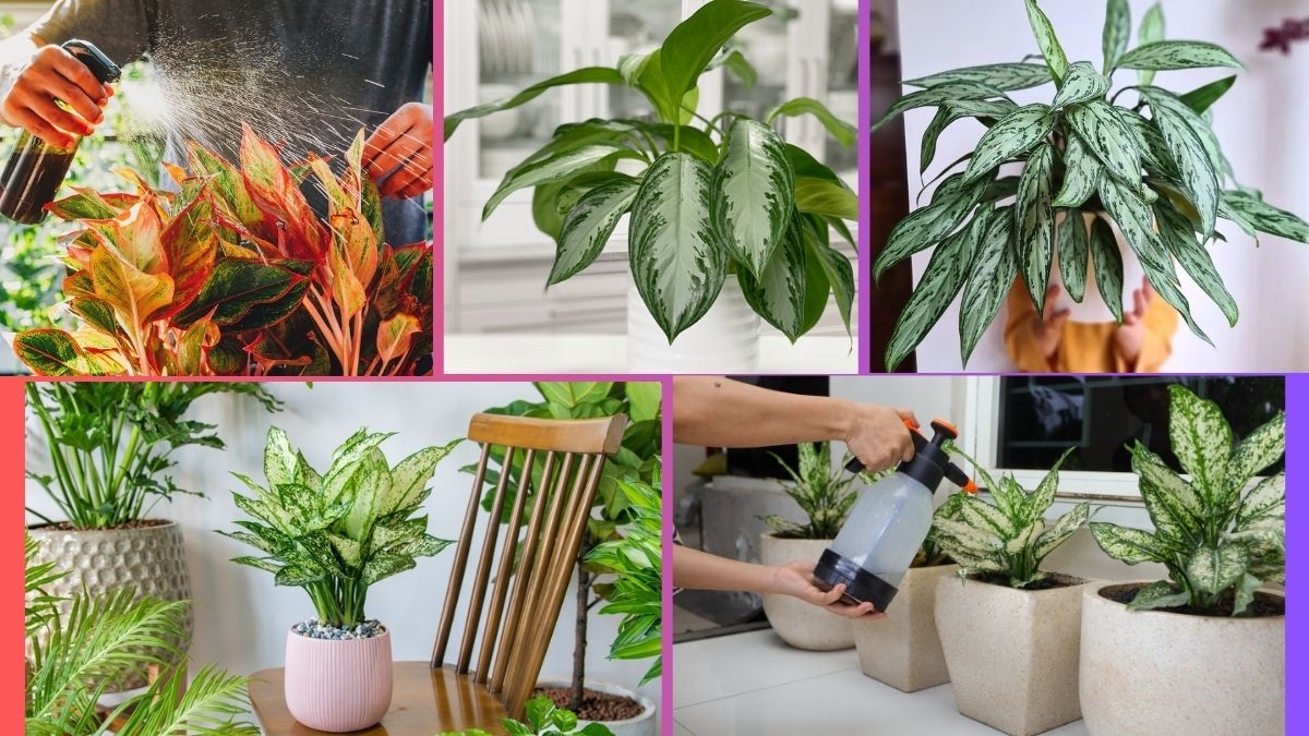How Often Should You Water a Chinese Evergreen