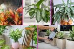 How Often Should You Water a Chinese Evergreen