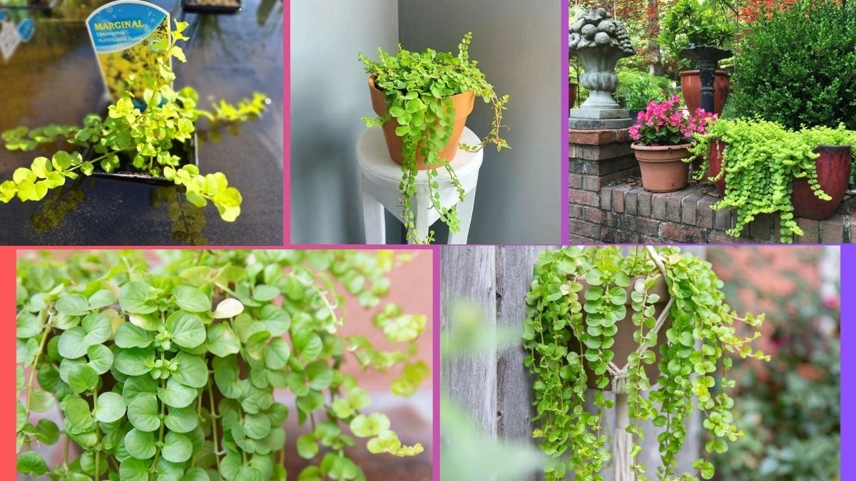 How Often Should You Water a Creeping Jenny