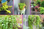 How Often Should You Water a Creeping Jenny