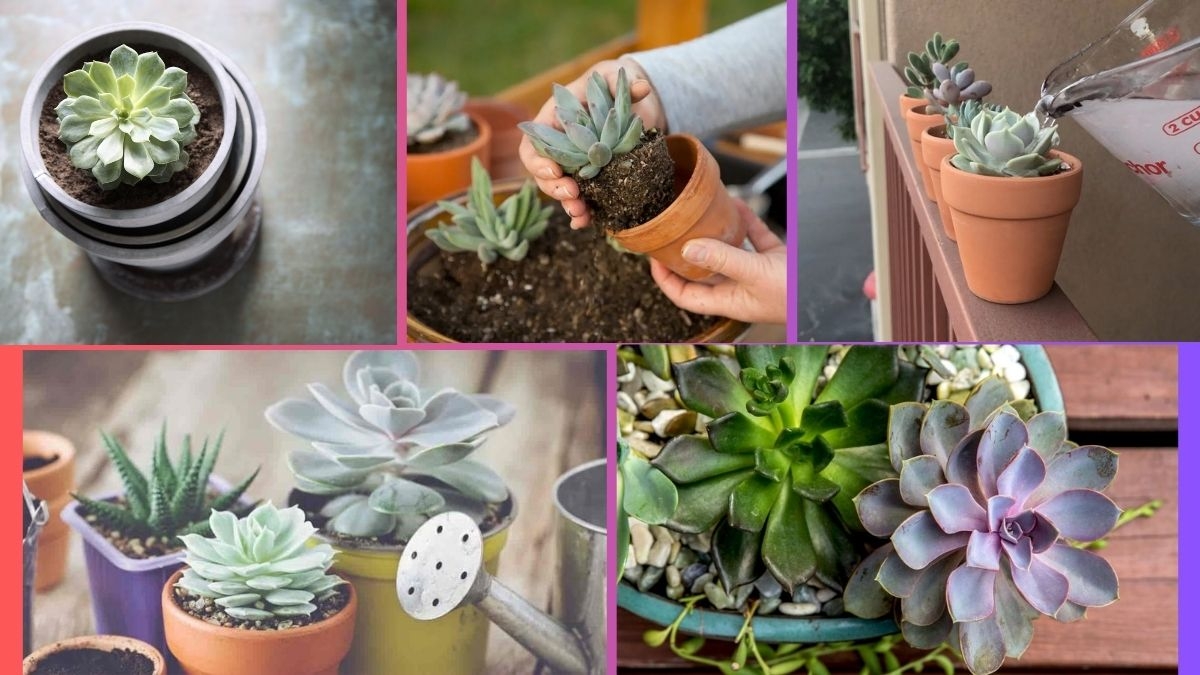 How Often Should You Water an Echeveria