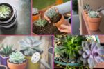 How Often Should You Water an Echeveria