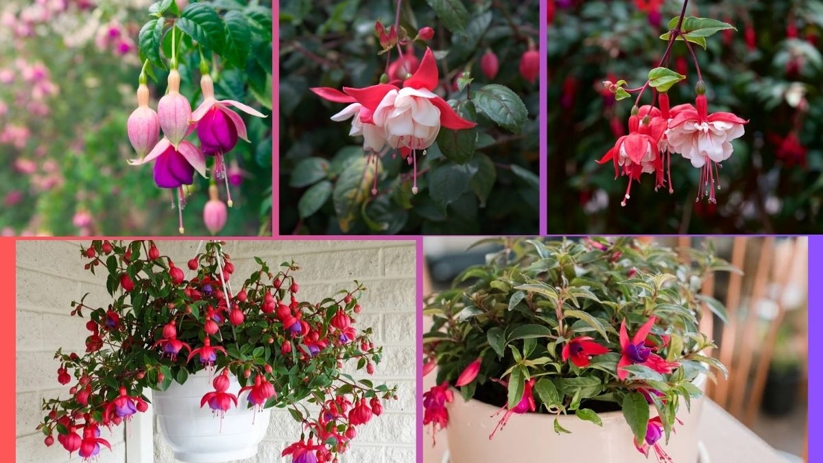 How Often Should You Water a Fuchsia