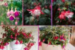 How Often Should You Water a Fuchsia