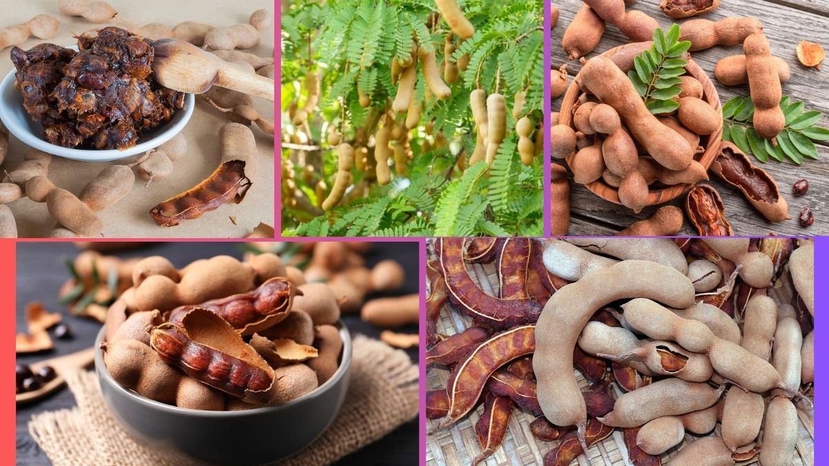 Which Country Is the Largest Tamarind Producer Globally?
