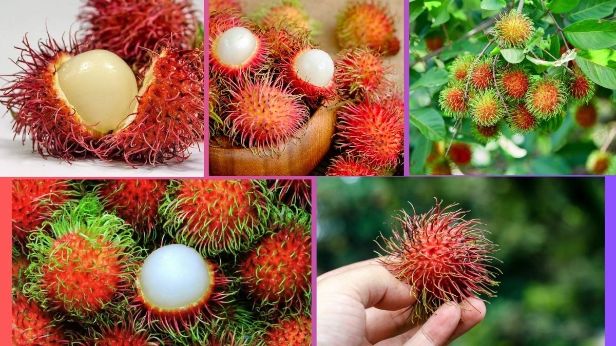 Which Country Is the Largest Rambutan Producer Globally?