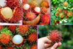 Which Country Is the Largest Rambutan Producer Globally?