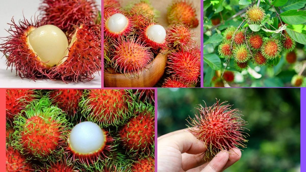 Which Country Is the Largest Rambutan Producer Globally?