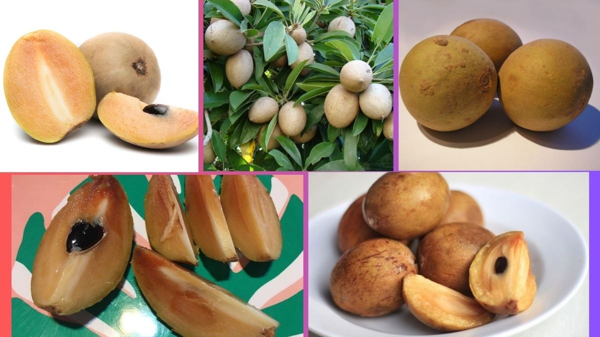 Which Country Is the Largest Sapodilla Producer Globally?