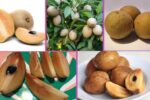 Which Country Is the Largest Sapodilla Producer Globally?