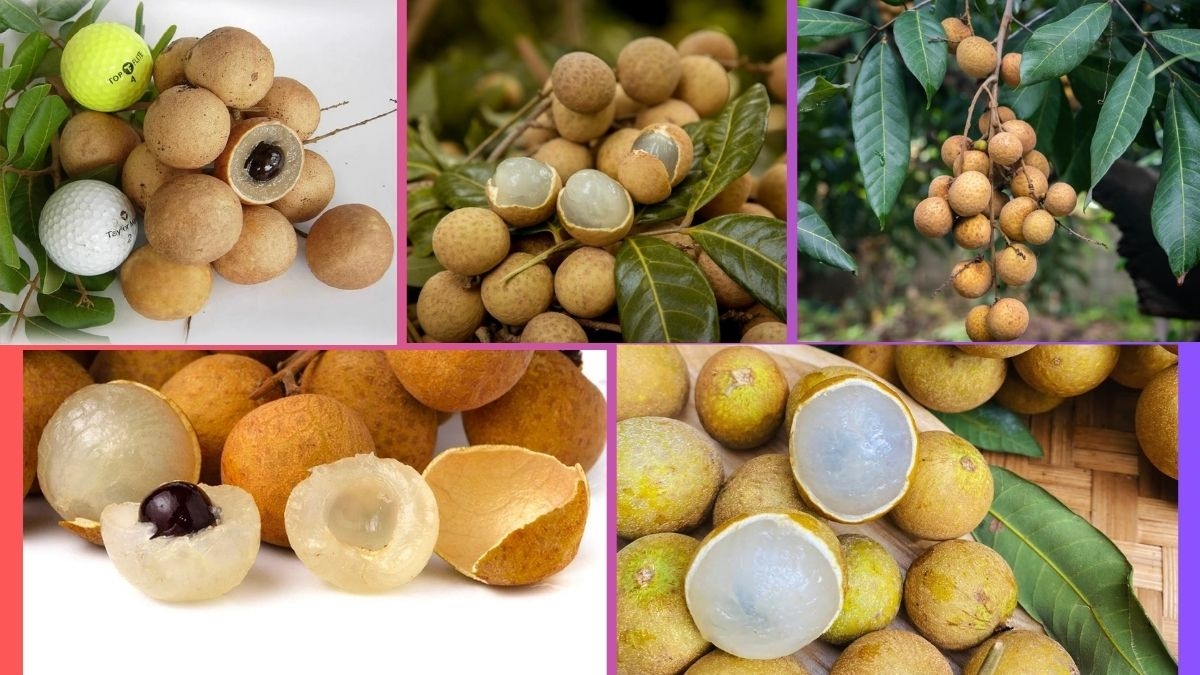 Which Country Is the Largest Longan Producer Globally?