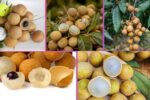 Which Country Is the Largest Longan Producer Globally?