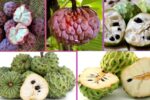 Which Country Is the Largest Sugar Apple Producer Globally?