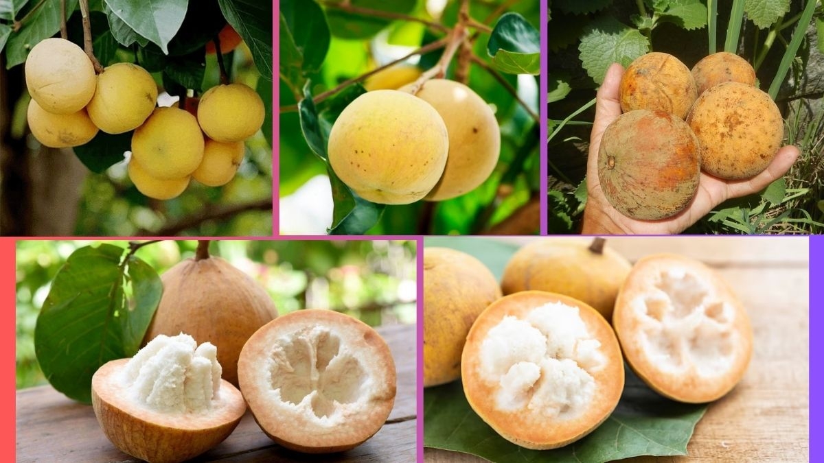 Which Country Is the Largest Santol Producer Globally?