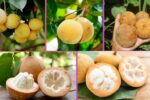 Which Country Is the Largest Santol Producer Globally?