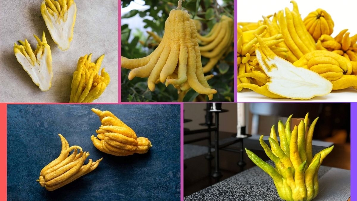 Which Country Is the Largest Buddha’s Hand Producer Globally?