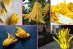 Which Country Is the Largest Buddha’s Hand Producer Globally?