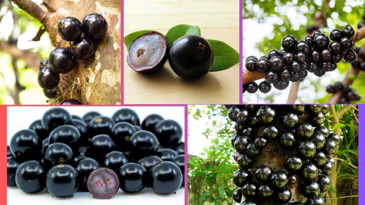 Which Country Is the Largest Jabuticaba Producer Globally?