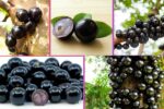 Which Country Is the Largest Jabuticaba Producer Globally?