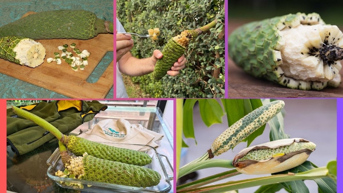 Which Country Is the Largest Monstera deliciosa (Fruit Salad Plant) Producer Globally?