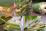 Which Country Is the Largest Monstera deliciosa (Fruit Salad Plant) Producer Globally?