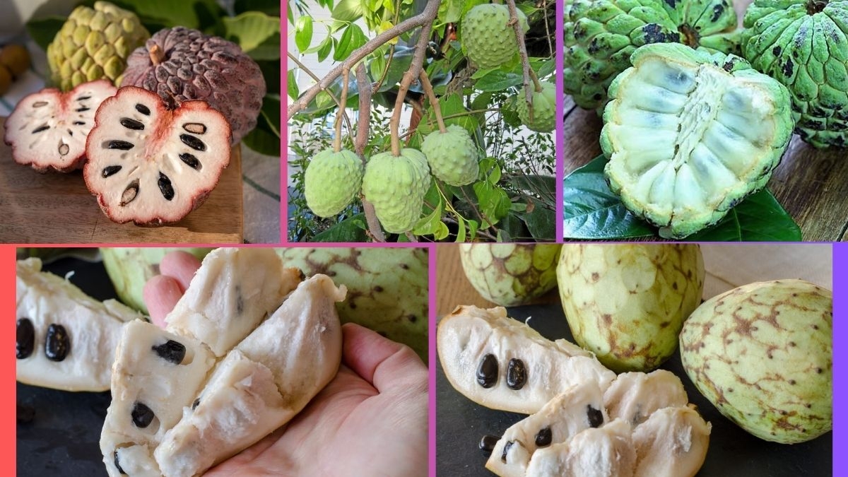 Which Country Is the Largest Cherimoya Producer Globally?