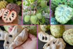 Which Country Is the Largest Cherimoya Producer Globally?