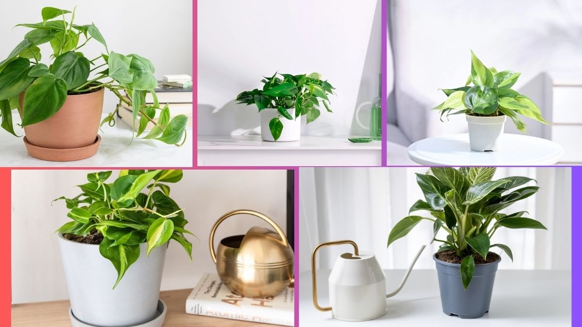 How Often Should You Water a Pothos?