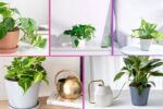 How Often Should You Water a Philodendron?