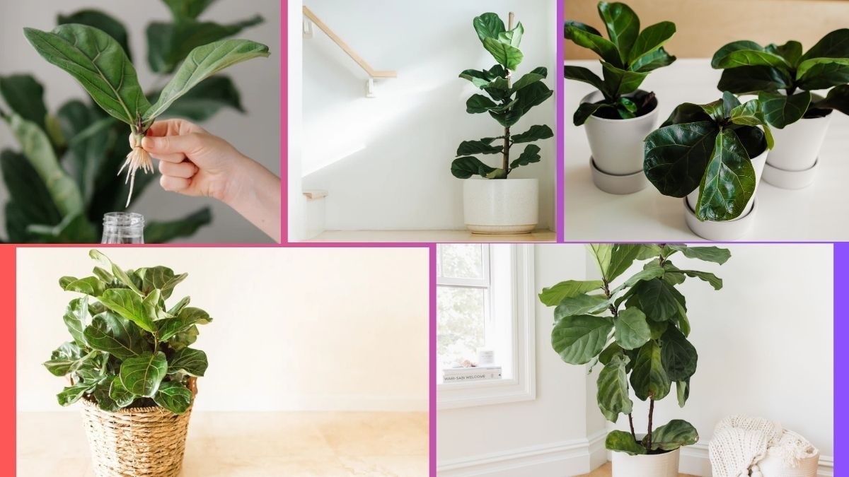 How Often Should You Water a Fiddle Leaf Fig?