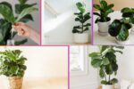 How Often Should You Water a Fiddle Leaf Fig?