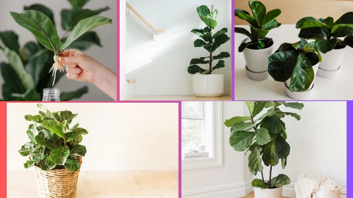 How Often Should You Water a Fiddle Leaf Fig?