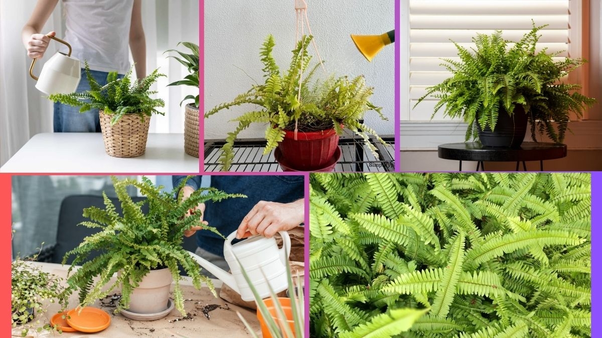 How Often Should You Water a Boston Fern?